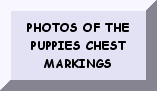 CLICK TO SEE THE PHOTOS OF THE PUPPIES CHEST MARKINGS